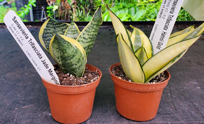 Hahnii Birdnest Sansevieria Assortment